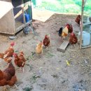 가족사랑체험펜션 이미지