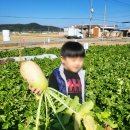 뽑기 클래스 | [김해] 경남부산근교 딸기체험농장 클라우드베리. 아이와가볼만한 영어쿠킹클래스. 무뽑기체험후기.