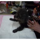 엄마손 동물병원 이미지