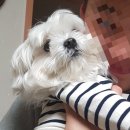 제이엘 동물병원 | 애견 미용 하고 동물병원 후기 올려요