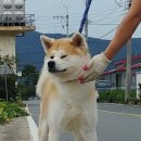 카무