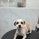 오늘도 예쁜 그루밍 이미지