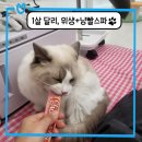 나비살롱 | 분당 고양이 미용 &#34;나비 살롱&#34;_1살 달리 위생+냥빨스파 후기