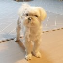 지니앱 | 넥스트유 펫지니 강아지 고양이 자동 급식기, CCTV까지 하나로 끝낸 올인원 후기