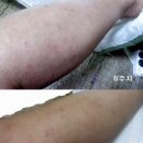 에버노블 이미지