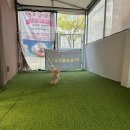 비비펫 살롱 이미지