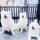 CU 신호점 네이버블로그