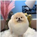 행복한 펫 살롱 | 불당동애견미용 천안의 보석 아리스타펫 살롱에서의 행복한 하루