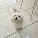 러브미독 | 인천강아지 샵 추천 러브미독 너무 좋으네요 만족이용후기