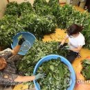 감로농장 이미지