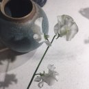 마론파피에