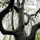 수양버들처럼 늘어진 멋있는 나무를 보셨나요" : Weeping Beech tree 이미지