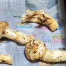 송이 아시아마트 이미지