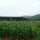 내와분교 이미지