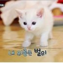안녕, 고양이 이미지