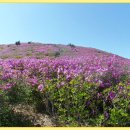 전남 보성군 웅치면/일림산 [日林山] 667,5m 이미지