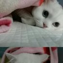 세계로종합동물병원 이미지