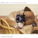 개팔자 상팔자 이미지