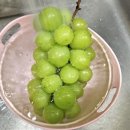 푸른들농장 | 껍질채 먹는 푸른들바다 씨없는포도 샤인머스캣, 선물용으로도 좋아요