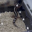 꾸꾸네 친구들 | 2025 대구 렙타일페어 파충류 박람회 비주류 구경 후기