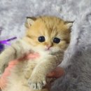르샤보떼 네이버블로그