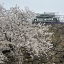 오호리 | 후쿠오카 벚꽃 명소 후쿠오카성 벚꽃축제 마이즈루공원 오호리공원 개화 현황 후기