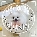 우리 애견 미용실 이미지