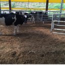 행복목장 이미지