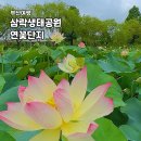 낙동제방 수관교 주변 | 부산 여름 여행: 사상 가볼만한곳 삼락 생태공원 연꽃 단지