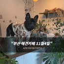 요미 펫택시 | 부산 남구 11월 4일 포토존 가득한 애견 동반 카페