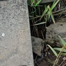 옹포소녀 이미지