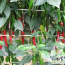 태봉산농원 Daum카페