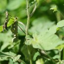 배풍등 Solanum lyratum Thunb. [비추천명 배풍등나무] 이미지
