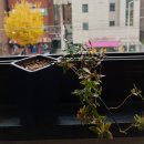 펫도그 애견스쿨 이미지