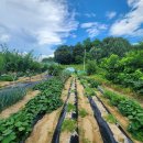 제상 농장 이미지