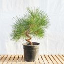 그린피아 이미지