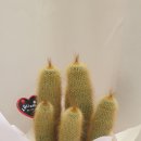 여락송정로 이미지