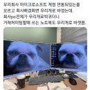 울회사 마이크로소프트 계정 연동된 줄 모르고 배경화면 우리개로 바꿨는데.. 이미지