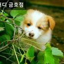도그버디금호