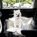 쁘띠 애견 이미지