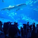 글라스 월드(GLASS WORLD) 안경 | 아이와 오키나와 여행-츄라우미수족관(티켓할인꿀팁)