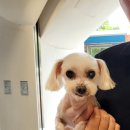 읻다, 그루밍 이미지