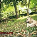 하이롤러 코리아 이미지