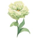 페이퍼로즈창작