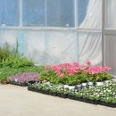 샛별농장 이미지