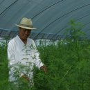 자연과 건강(산야초 이야기) 이미지