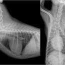 사랑우리애동물병원 이미지