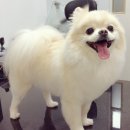 초원동물병원 이미지
