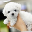 송현동 강아지 이미지