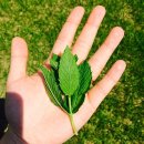 대도목장 이미지